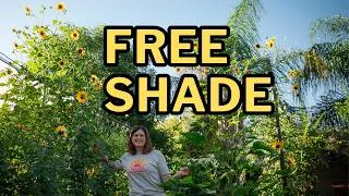 Thumbnail: How I Shade My Garden From the Afternoon Sun: Sunflowers for Shade