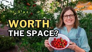Thumbnail: Barbados Cherry Surprised Me in My Desert Yard