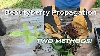 Thumbnail: 2 Easy Ways to Propagate American Beautyberry (Callicarpa americana)
