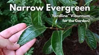 Thumbnail: YARDLINE Viburnum -A Broadleaf Columnar Evergreen for Narrow Spaces!