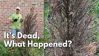 Thumbnail: The Death of my Blue Arrow Junipers - What Happened?