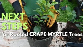 Thumbnail: Potting Up Rooted Crape Myrtles to Larger Pots + Sango Kaku Japanese Maple Update!