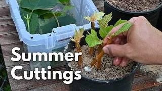 Thumbnail: Summertime Cuttings! Advice on Propagating Hydrangeas, Viburnum, & Beautyberry