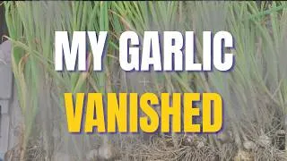 Thumbnail: I Can't Believe They Destroyed My Garlic! | Container Gardening | #beginnergardening