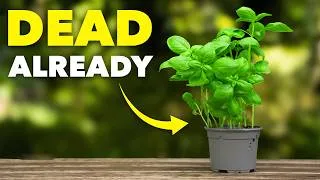 Thumbnail: The Real Reason Supermarket Basil Always Dies