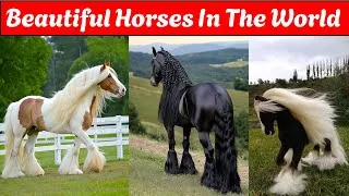 Thumbnail: Beautiful 🥰 Horses 🥰 In The World 🌍 | Horses Beautiful Video 
