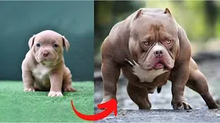 Thumbnail: Before & After Animals Growing Up | Amazing Animal Transformation.