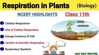 Thumbnail: Respiration in Plants | Biology ssc | NCERT concepts Class 11th