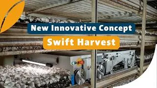 Thumbnail: Swift Harvest | The Future of Mushroom Harvesting and Packing