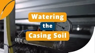 Thumbnail: Watering Casing Soil in a Mushroom Farm