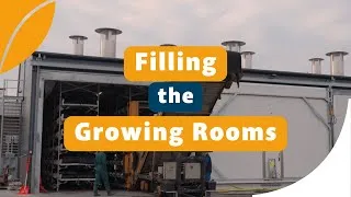 Thumbnail: Filling the Growing Room at a Mushroom Farm