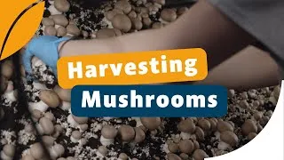 Thumbnail: How Mushrooms Are Harvested - Picking Mushrooms From Tilting Shelves