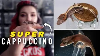 Thumbnail: Crested Gecko Talk // Breaking Down Omni Gecko's Highway Line