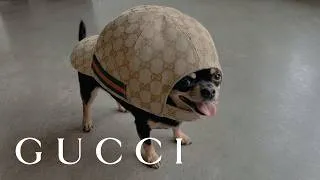 Thumbnail: GucciCore
