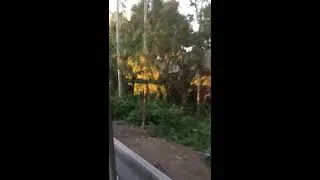 Thumbnail: Disneyland tramp 2016