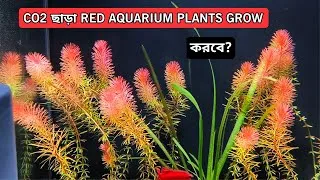 Thumbnail: How to Grow Red Aquarium Plants without co2 