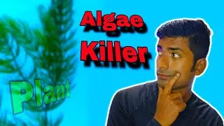 Thumbnail: 🌿 Hornwort: The Natural Algae Killer! | Allelopathy Explained 🌿  