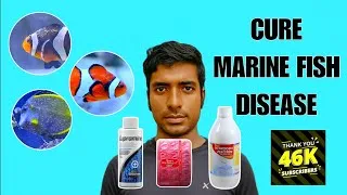 Thumbnail: Marine Aquarium Fish Disease Symptoms and Treatment | Marine Ich,Marine Velvet,Brooklynella 