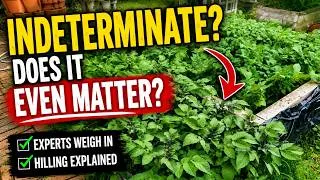 Thumbnail: Do Many Gardeners Get This Wrong About Potatoes?