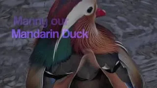 Thumbnail: MANNY OUR MANDARIN DUCK