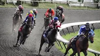Thumbnail: Horse racing in slow-motion on Hastings Racetrack in Vancouver.