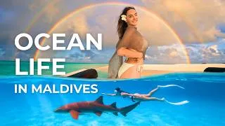Thumbnail: Swimming with SHARKS in the REAL Maldives