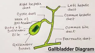 Thumbnail: How to Draw the Gallbladder and Biliary System | Easy Anatomy Drawing Step by Step