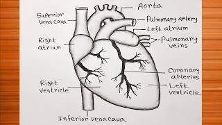 Thumbnail: External Structure Of Heart Diagram Easy / Anatomy Of Heart Diagram / Heart Drawing