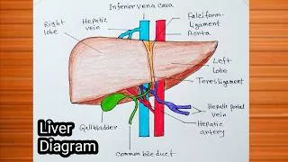 Thumbnail: How to Draw Liver With Colour / Liver Drawing Easy / Liver Diagram Easy / Liver Anatomy