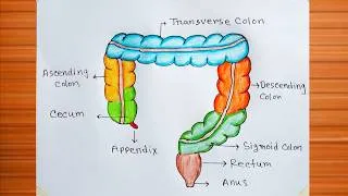 Thumbnail: How to Draw Large Intestine Easy / Large Intestine Diagram Easy  / Large Intestine Drawing  Colour