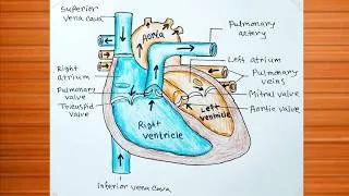 Thumbnail: Heart Diagram Easy To Draw / How to Draw Human Heart Diagram / Heart Drawing Colour