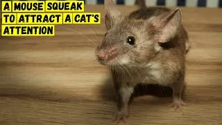 Thumbnail: A mouse squeak to attract a cat's attention