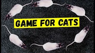 Thumbnail: CAT GAMES - Catching Mice! Entertainment Video for Cats