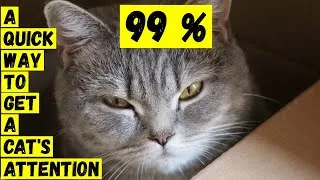 Thumbnail: How to easily attract a cat's attention