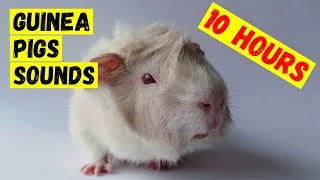 Thumbnail: Your guinea pigs will go crazy heard this sound 10 Hours