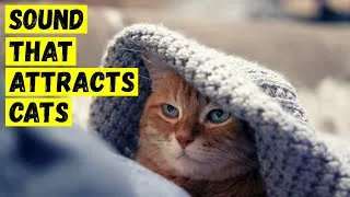 Thumbnail: Sound that attracts cats