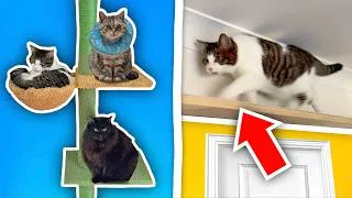 Thumbnail: I Built Cat WALKWAYS Around My House!