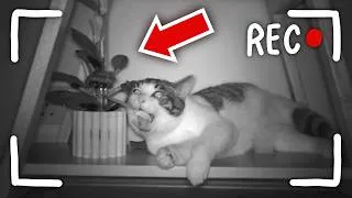 Thumbnail: What My CATS Do At NIGHT...