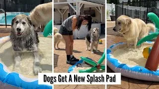 Thumbnail: Dogs Get A New Splash Pad