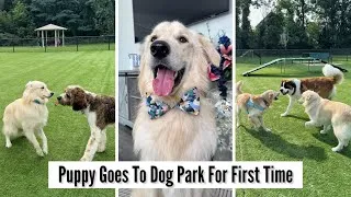 Thumbnail: Teddys First Time At The Dog Park