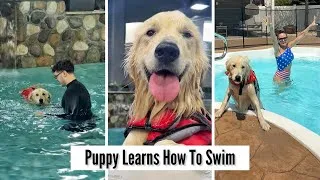 Thumbnail: Puppy Learns How To Swim