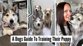 Thumbnail: A Dogs POV: A Dog’s Guide To Training Their Puppy