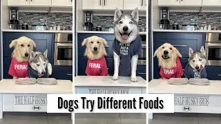 Thumbnail: Dogs Try Different Foods 