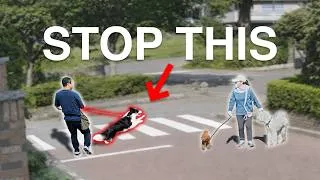 Thumbnail: REACTIVE DOG CASE STUDY: Stop Barking and Lunging at Other Dogs