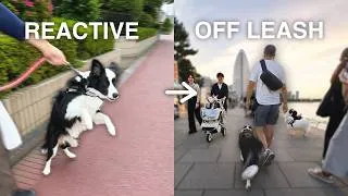 Thumbnail: From REACTIVE to OFF LEASH in 90 Days (Full Transformation)