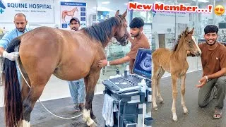 Thumbnail: Hamari Female Horse🐎 Ko Hospital Ly Gaye😍 New Mehmaan Coming 🥳