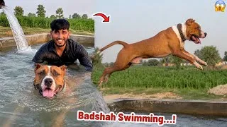 Thumbnail: Bully Dog Badshah Ko Swimming Pool Mein Daal Diya😱 Badshah Jumping