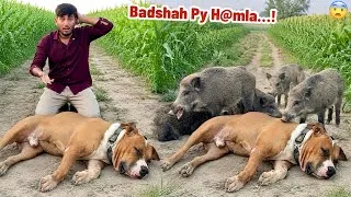 Thumbnail: Went to the village to bathe Badshah, got attacked by wild animals on the way😳