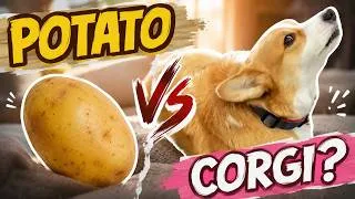 Thumbnail: Hammy Turns Into a Potato Again 🥔😂🐶