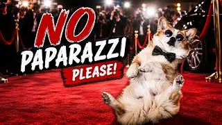 Thumbnail: Hammy Is Living the Celebrity Life 😎✨
